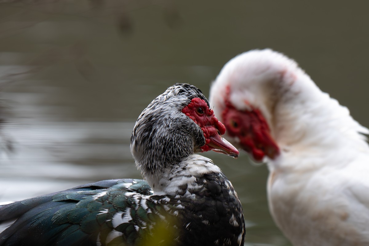 Pato Criollo (variedad doméstica) - ML646313878