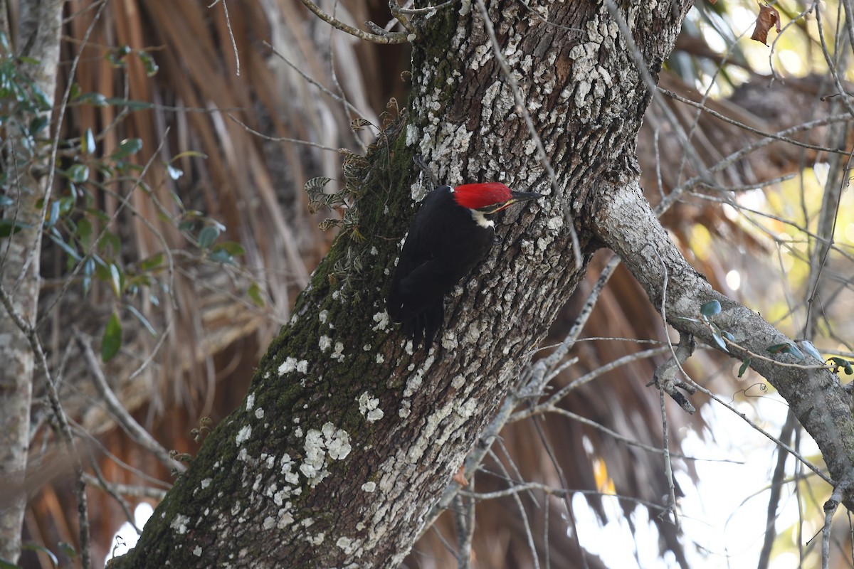 Pileated Woodpecker - ML646313880