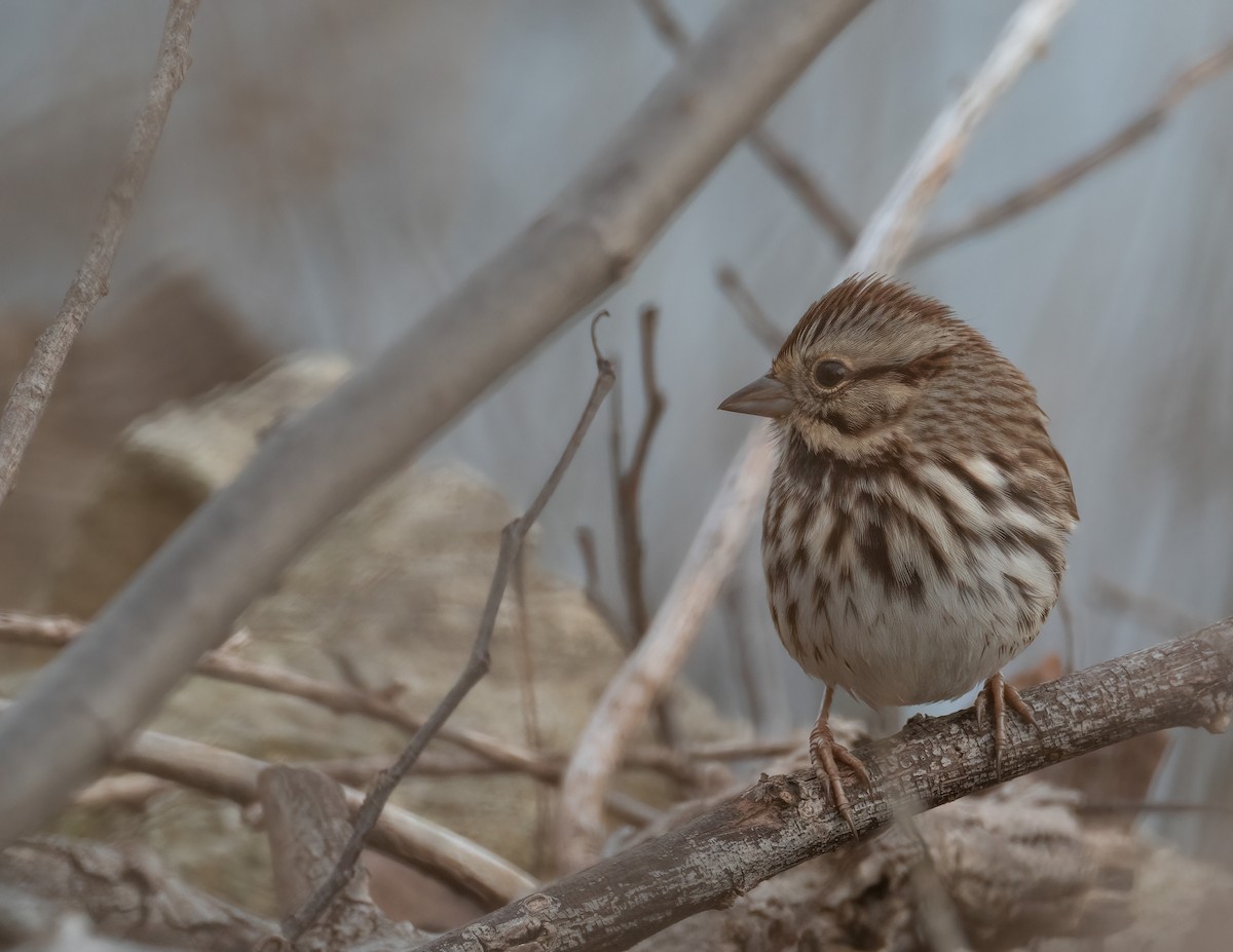 Song Sparrow - ML646313884