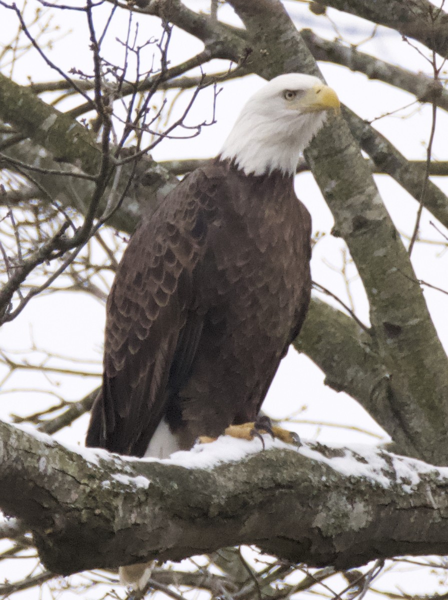 Pygargue à tête blanche - ML646313885