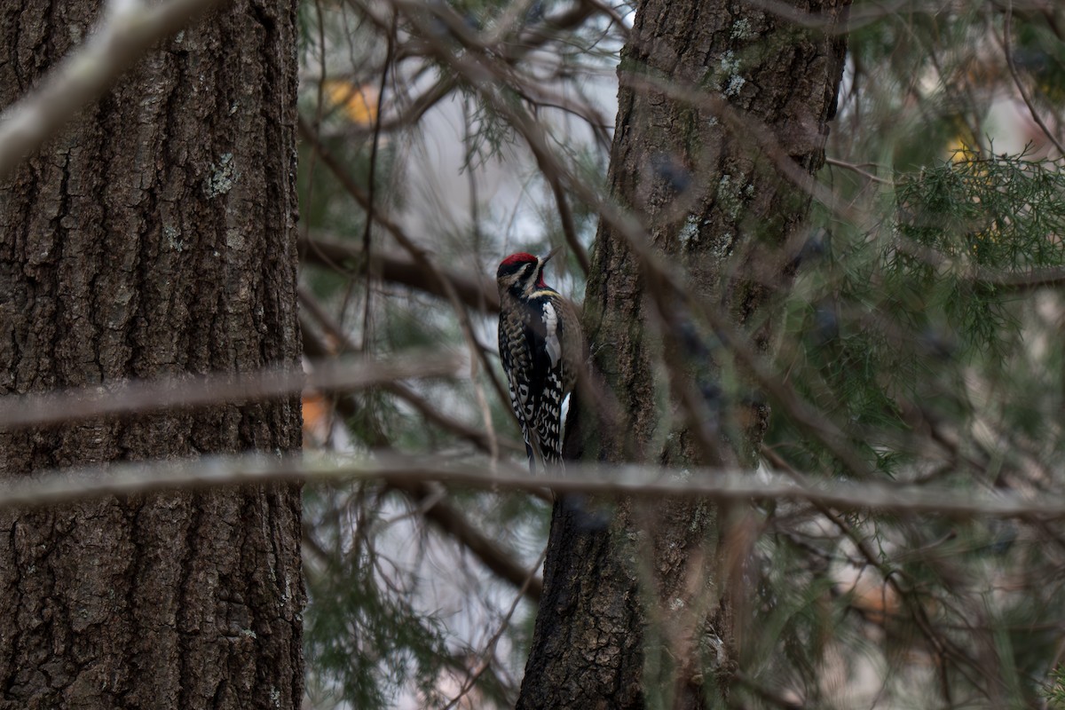Chupasavia Norteño - ML646313886