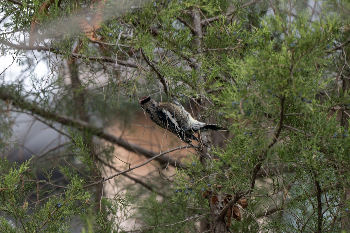 Chupasavia Norteño - ML646313888