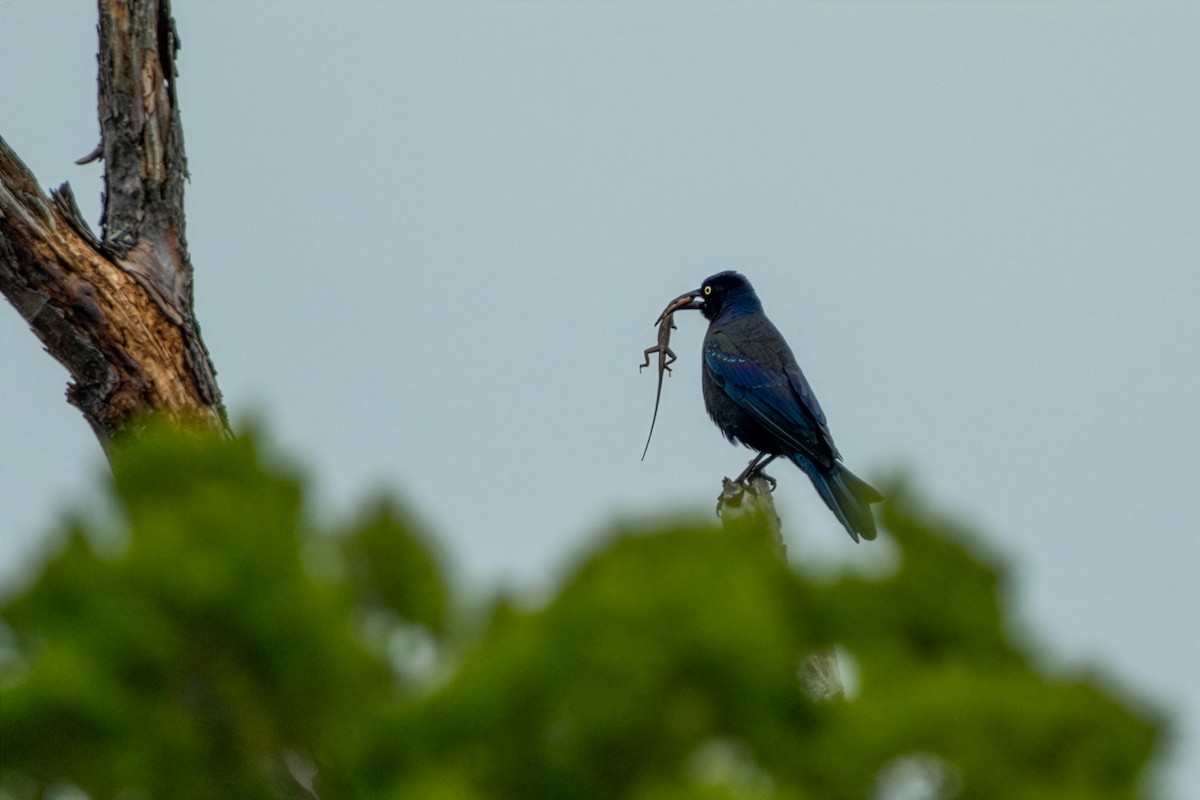 Common Grackle - ML646313889
