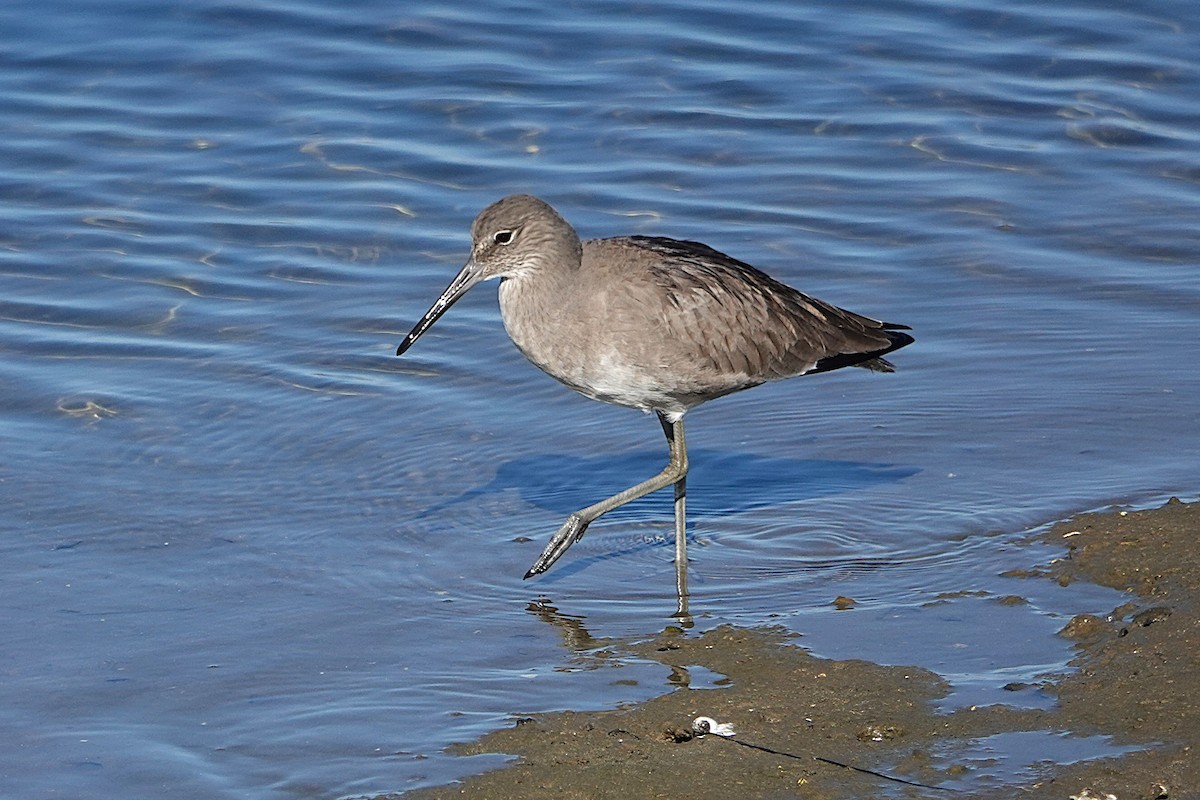 Willet - ML646313892