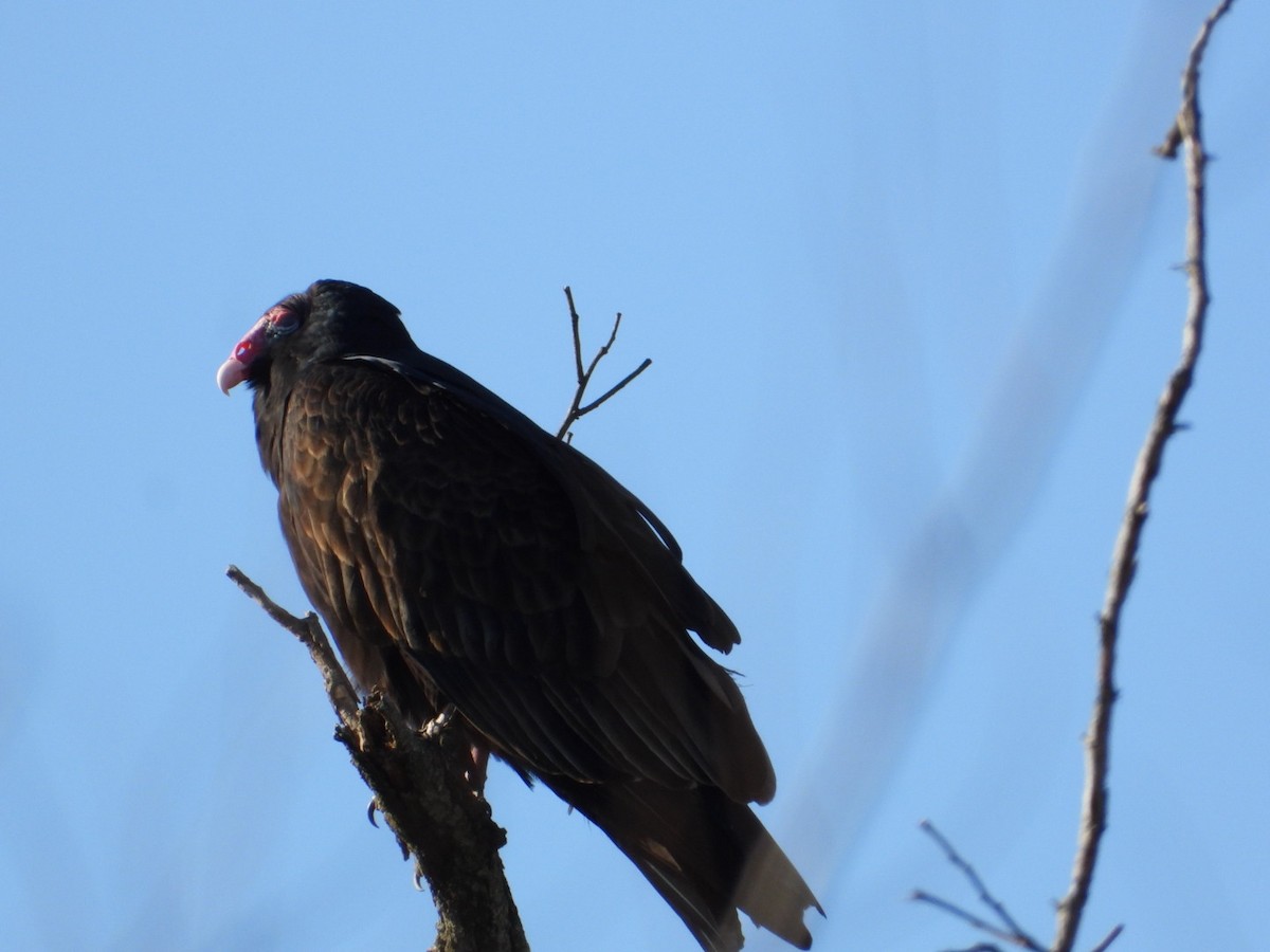 kondor krocanovitý - ML646313893