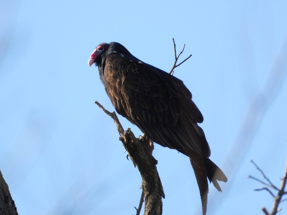 kondor krocanovitý - ML646313894