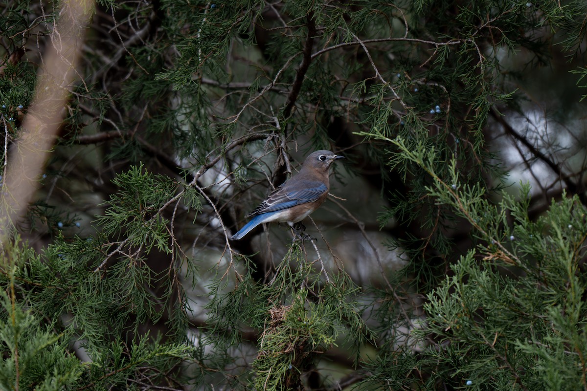 Azulejo Oriental (sialis/bermudensis) - ML646313895