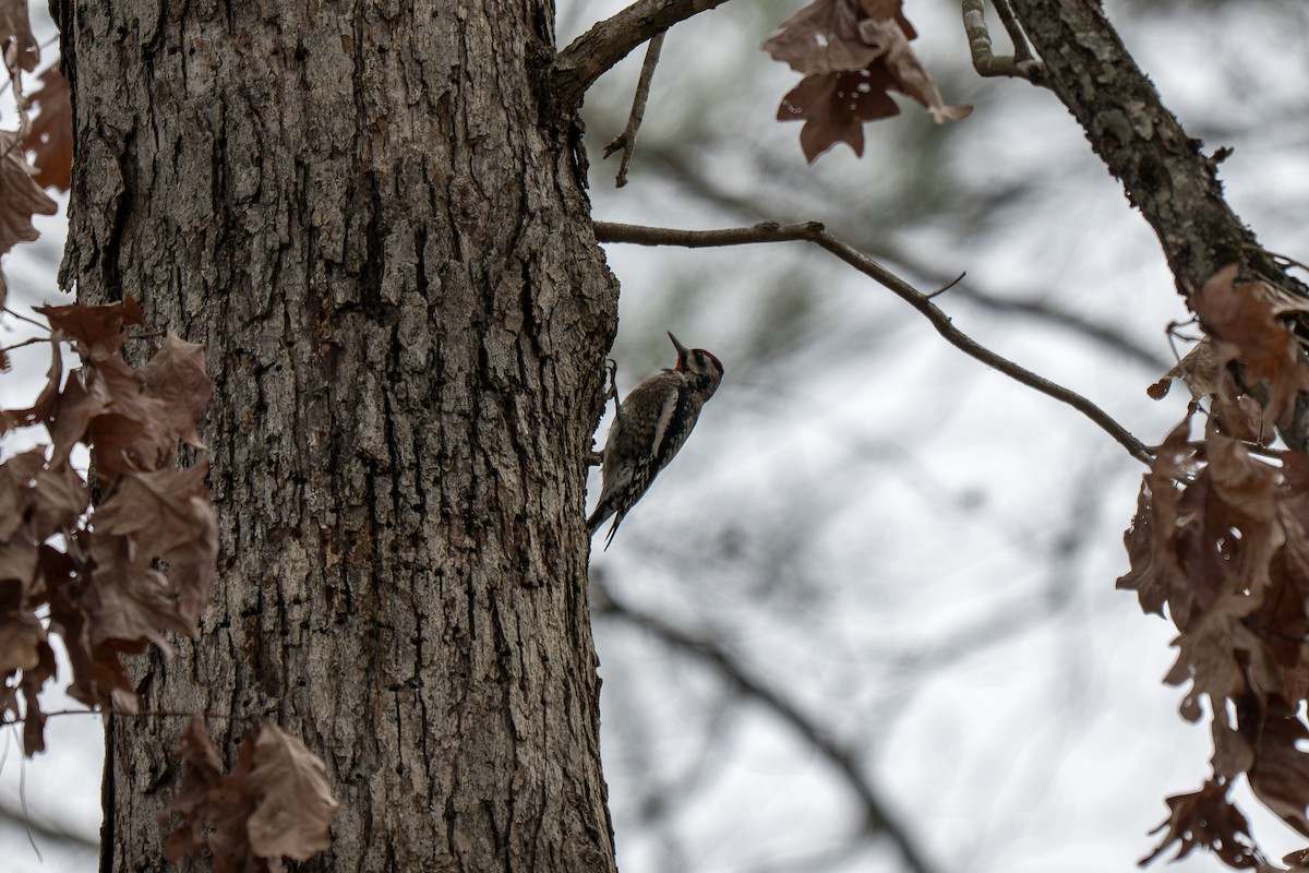 Chupasavia Norteño - ML646313904