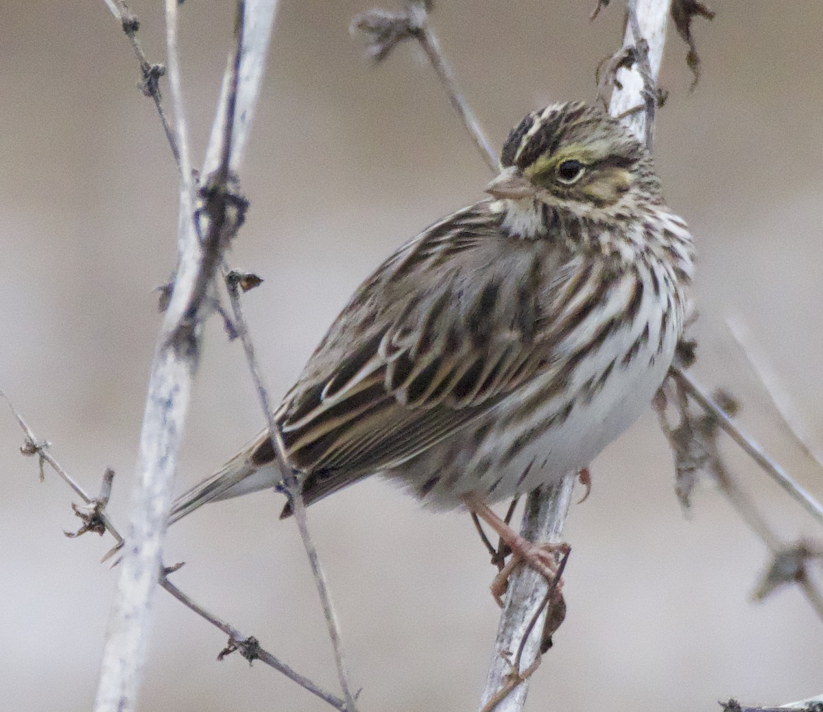 Savannah Sparrow - ML646313905