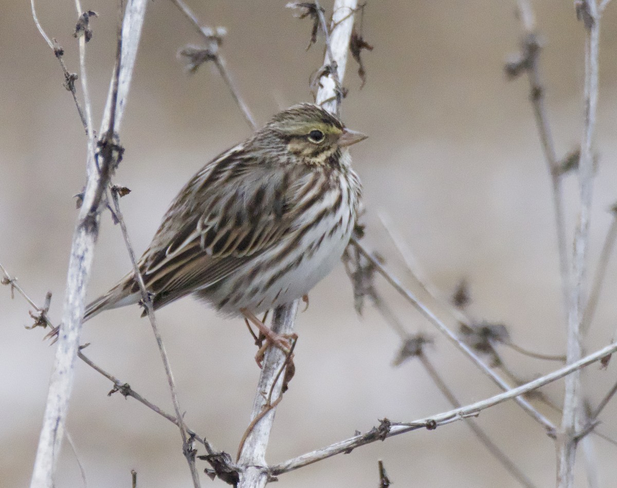 Savannah Sparrow - ML646313906