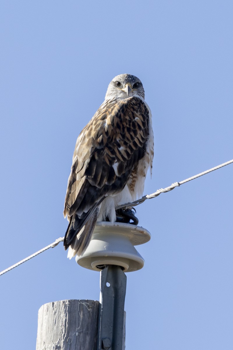 Ferruginous Hawk - ML646313907