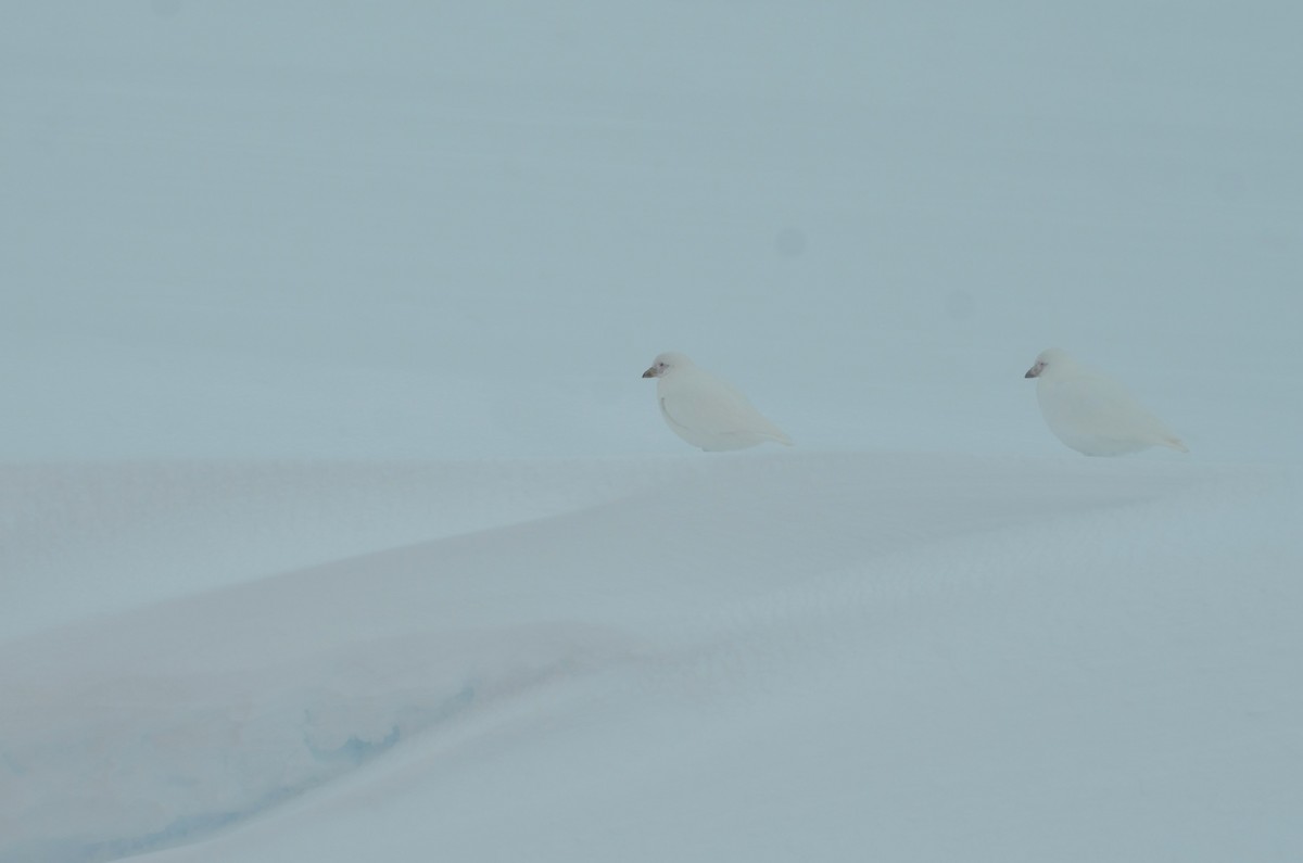 Snowy Sheathbill - ML646313912