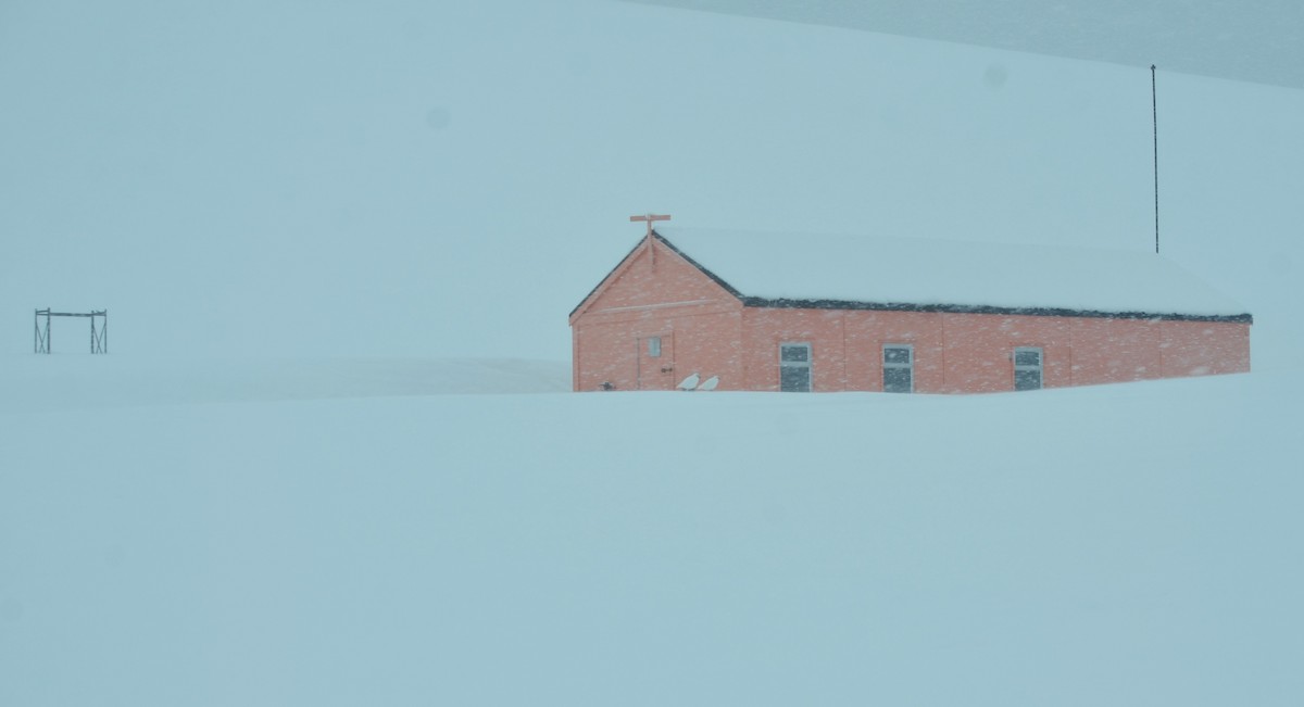 Snowy Sheathbill - ML646313913