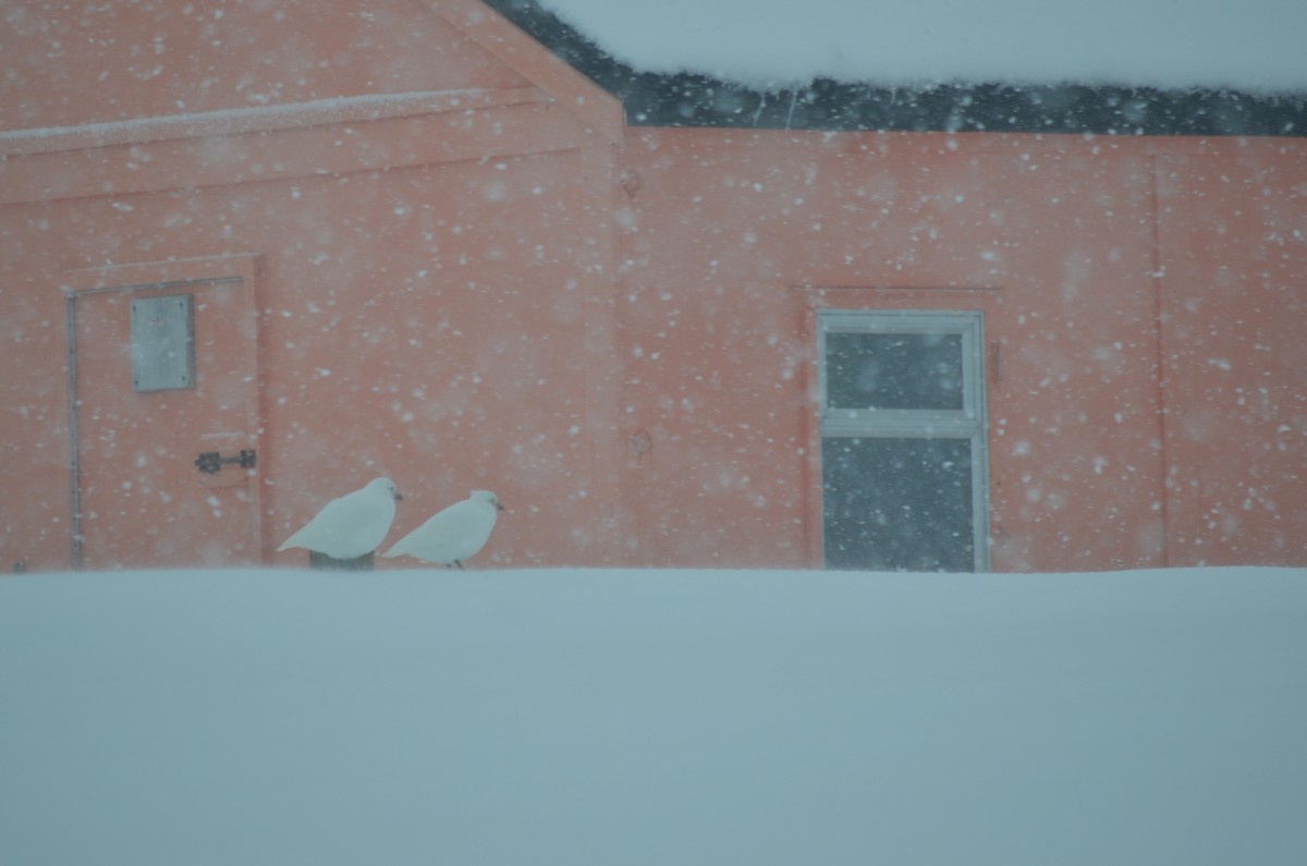 Snowy Sheathbill - ML646313914