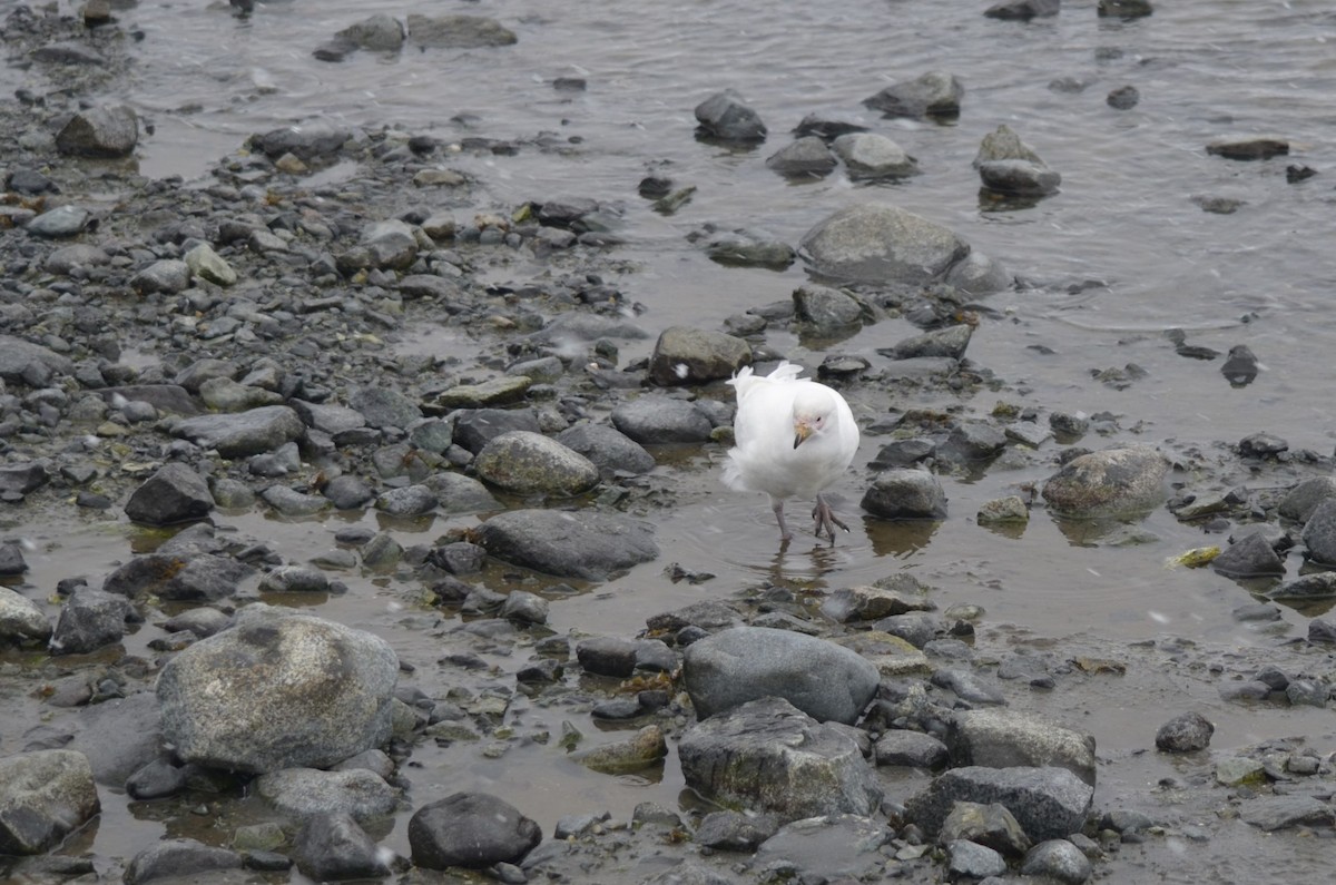 Snowy Sheathbill - ML646313915
