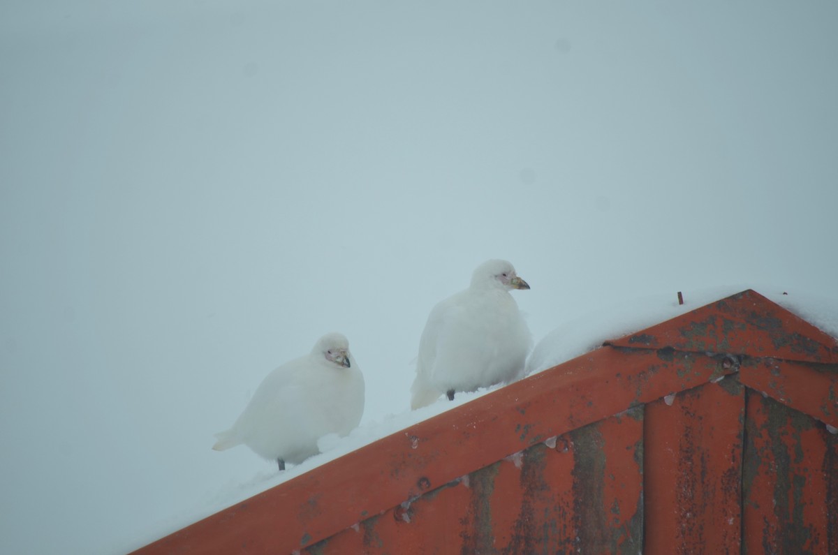 Snowy Sheathbill - ML646313916
