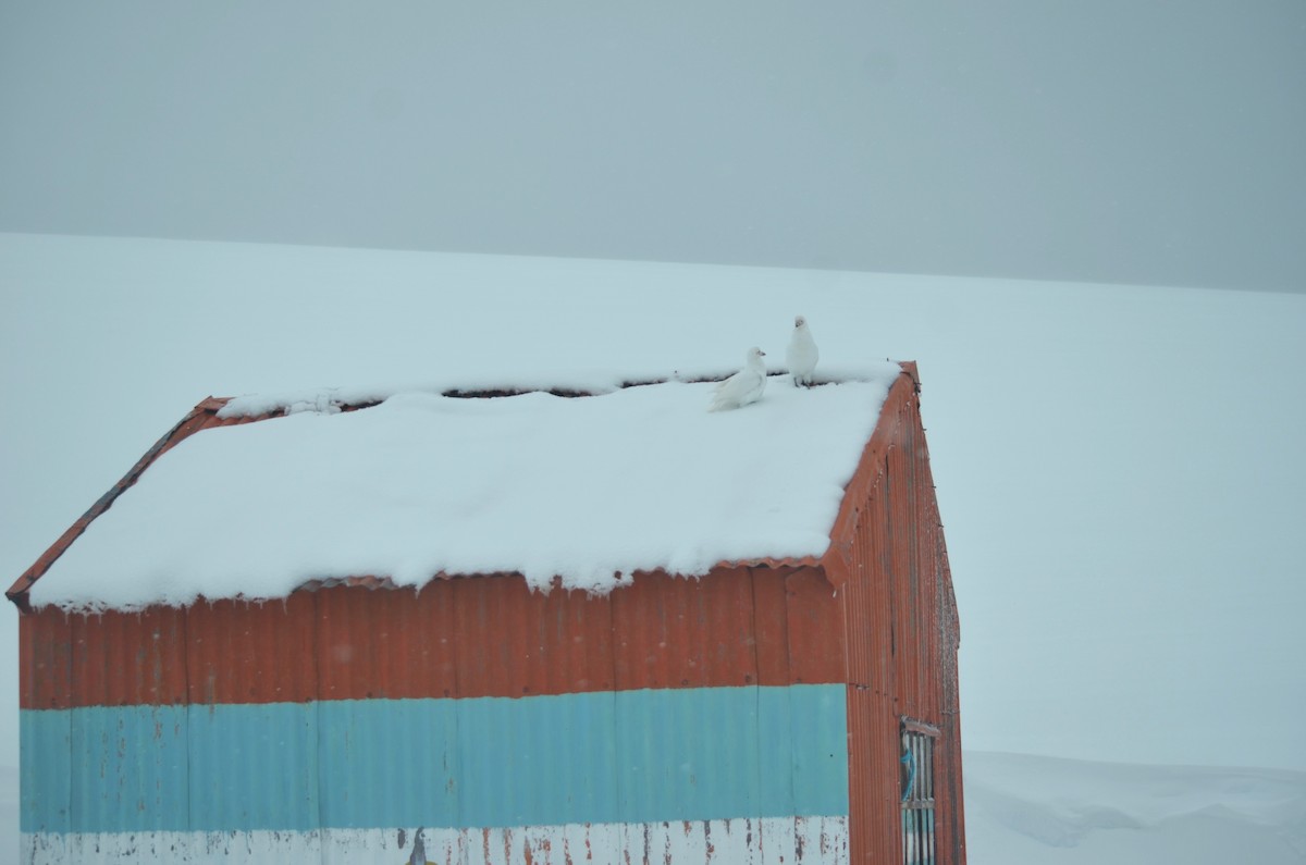 Snowy Sheathbill - ML646313917