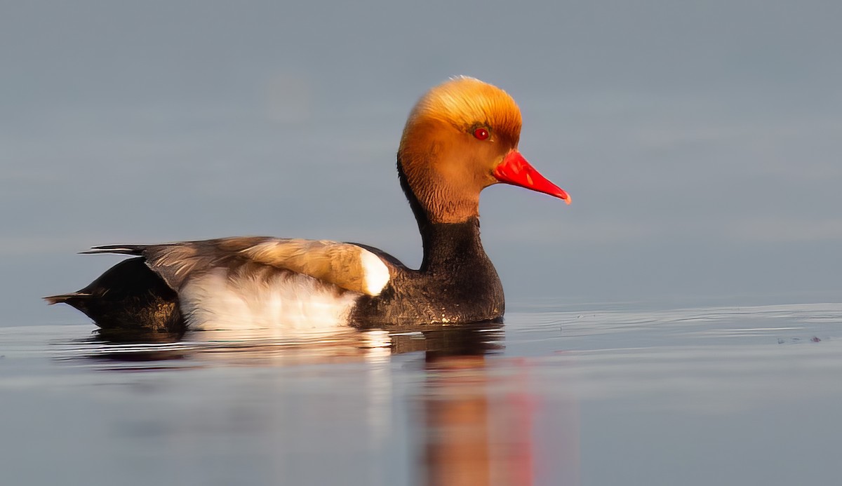 Red-crested Pochard - ML646313919