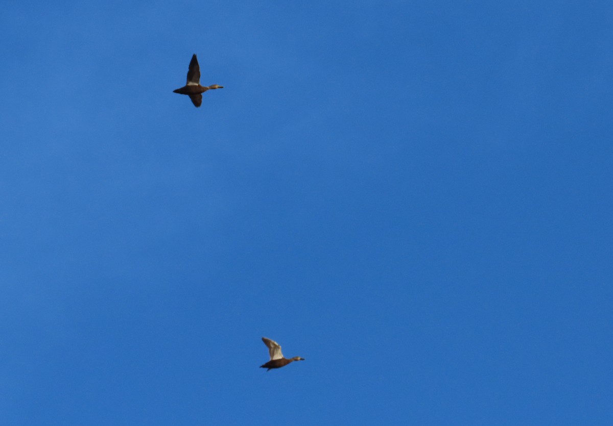American Black Duck - ML646313921