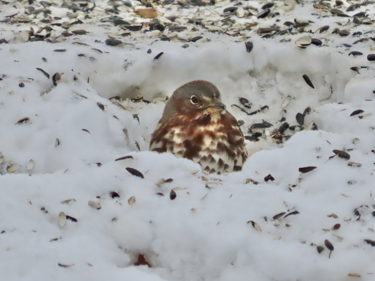 Fox Sparrow - ML646313923