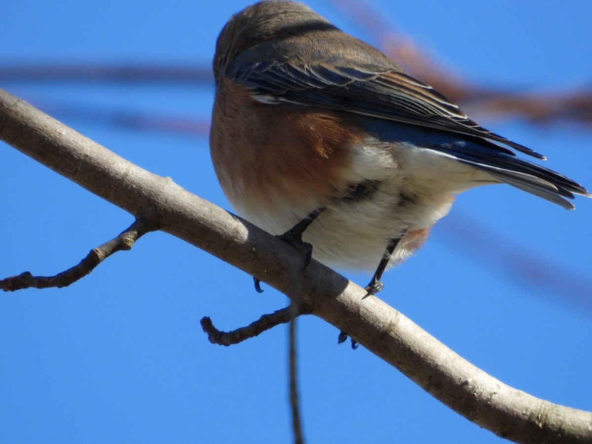 salašník modrý - ML646313925