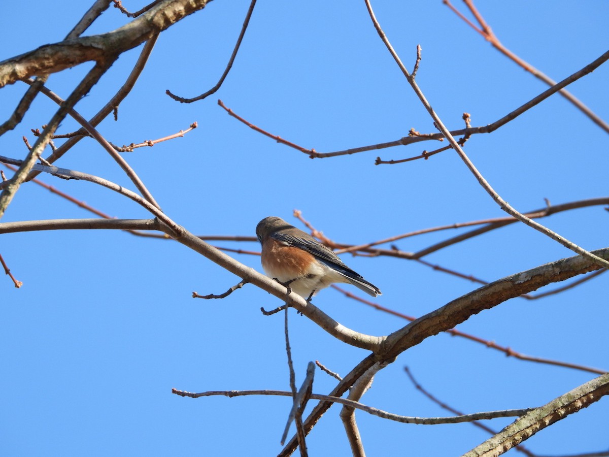 salašník modrý - ML646313926