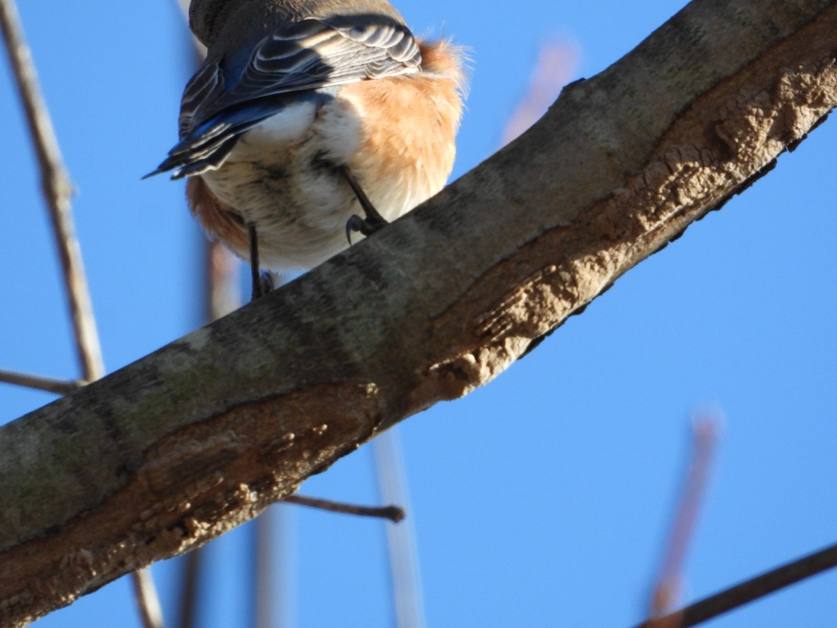 salašník modrý - ML646313927