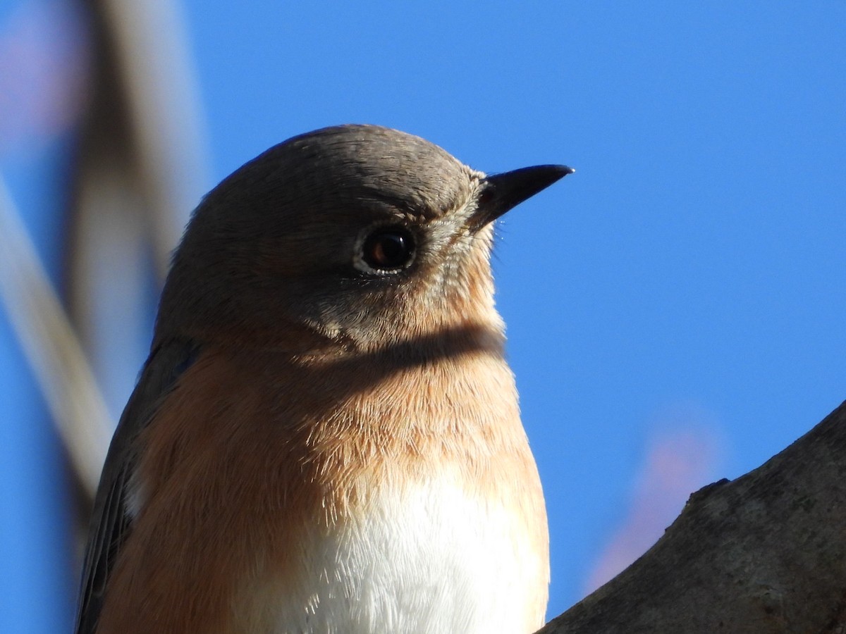 salašník modrý - ML646313928