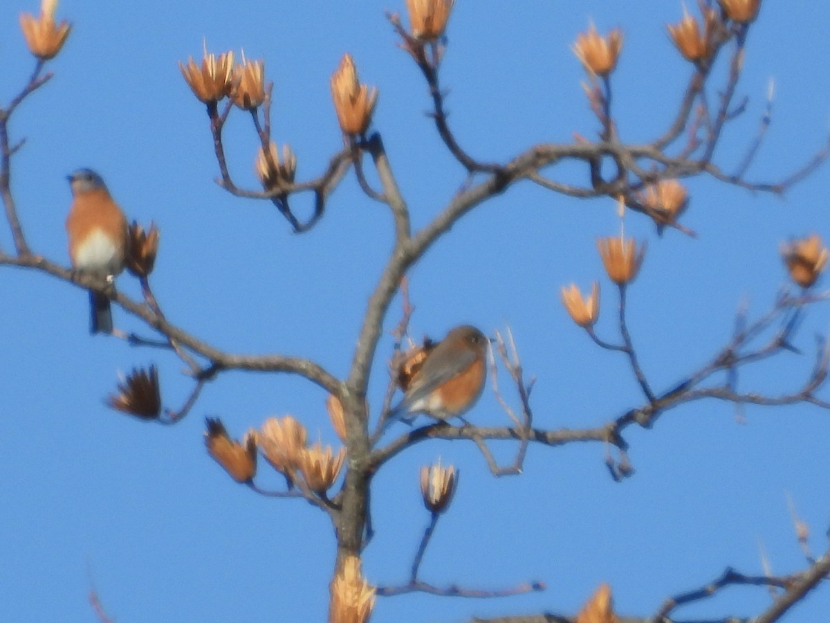 salašník modrý - ML646313929