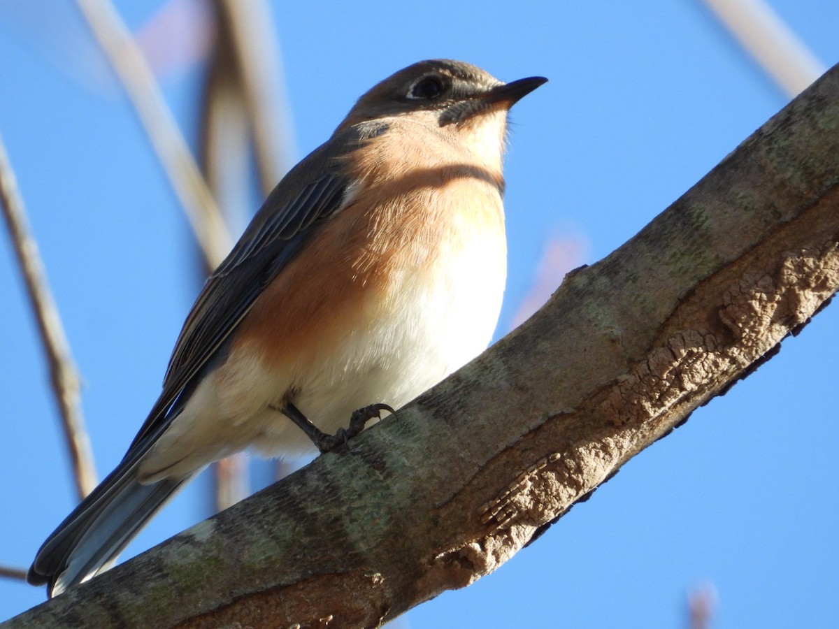 salašník modrý - ML646313930