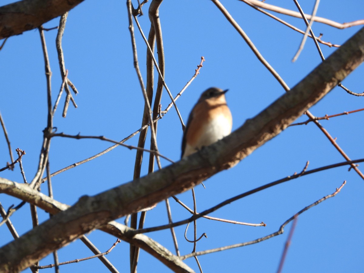 salašník modrý - ML646313931