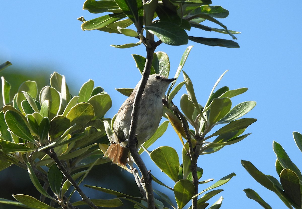 Whitehead - ML646313934