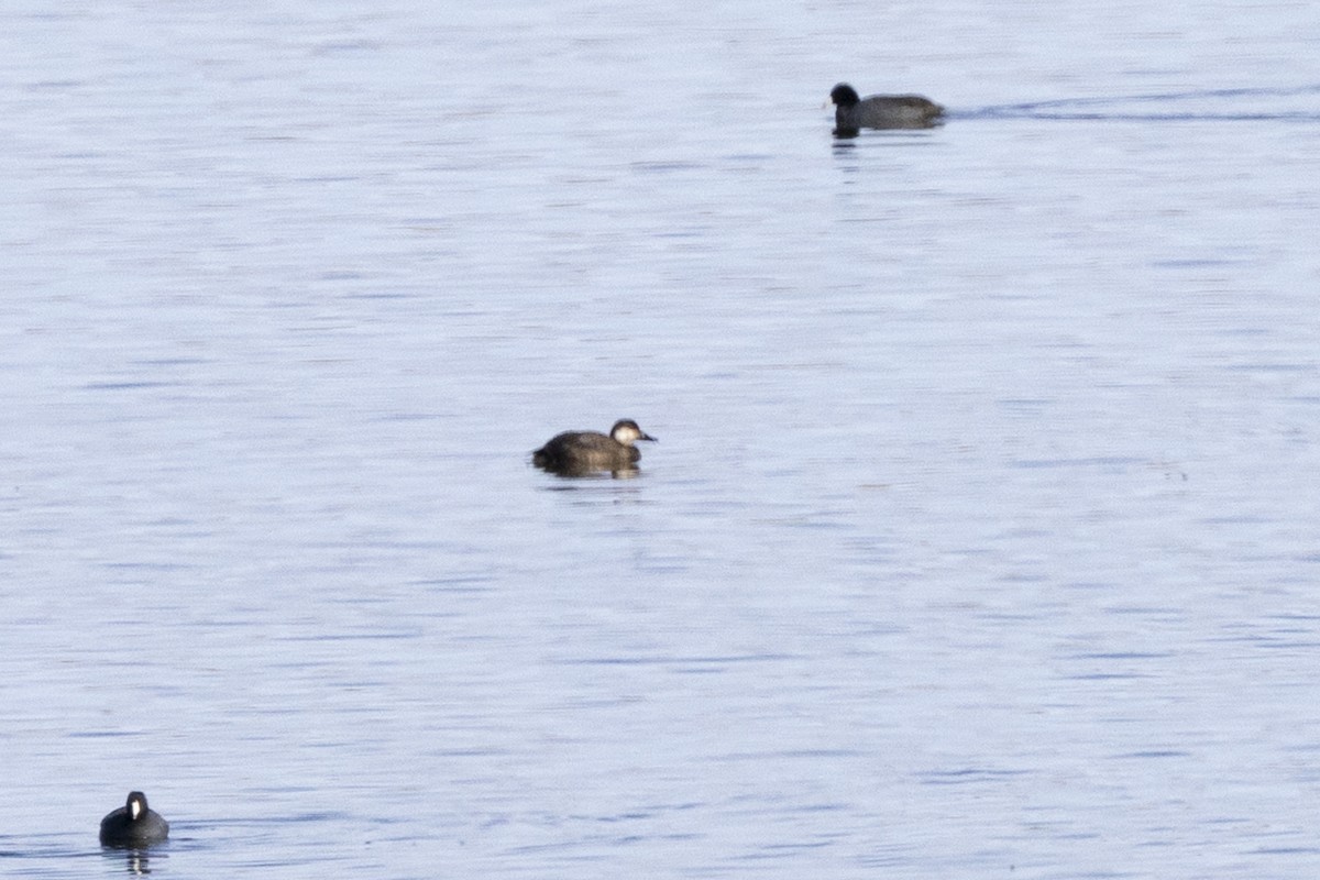 Black Scoter - ML646313935