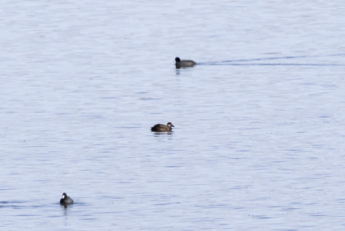 Black Scoter - ML646313936