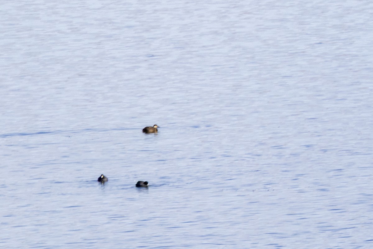 Black Scoter - ML646313937