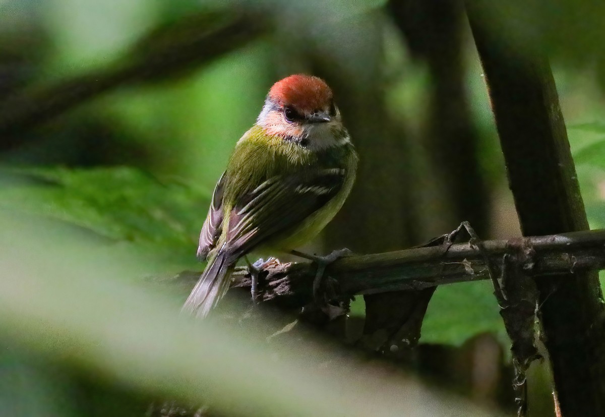 Rufous-crowned Tody-Flycatcher - ML646313941