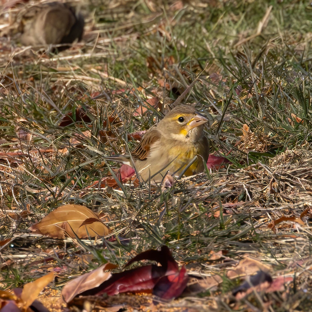 Dickcissel - ML646313943