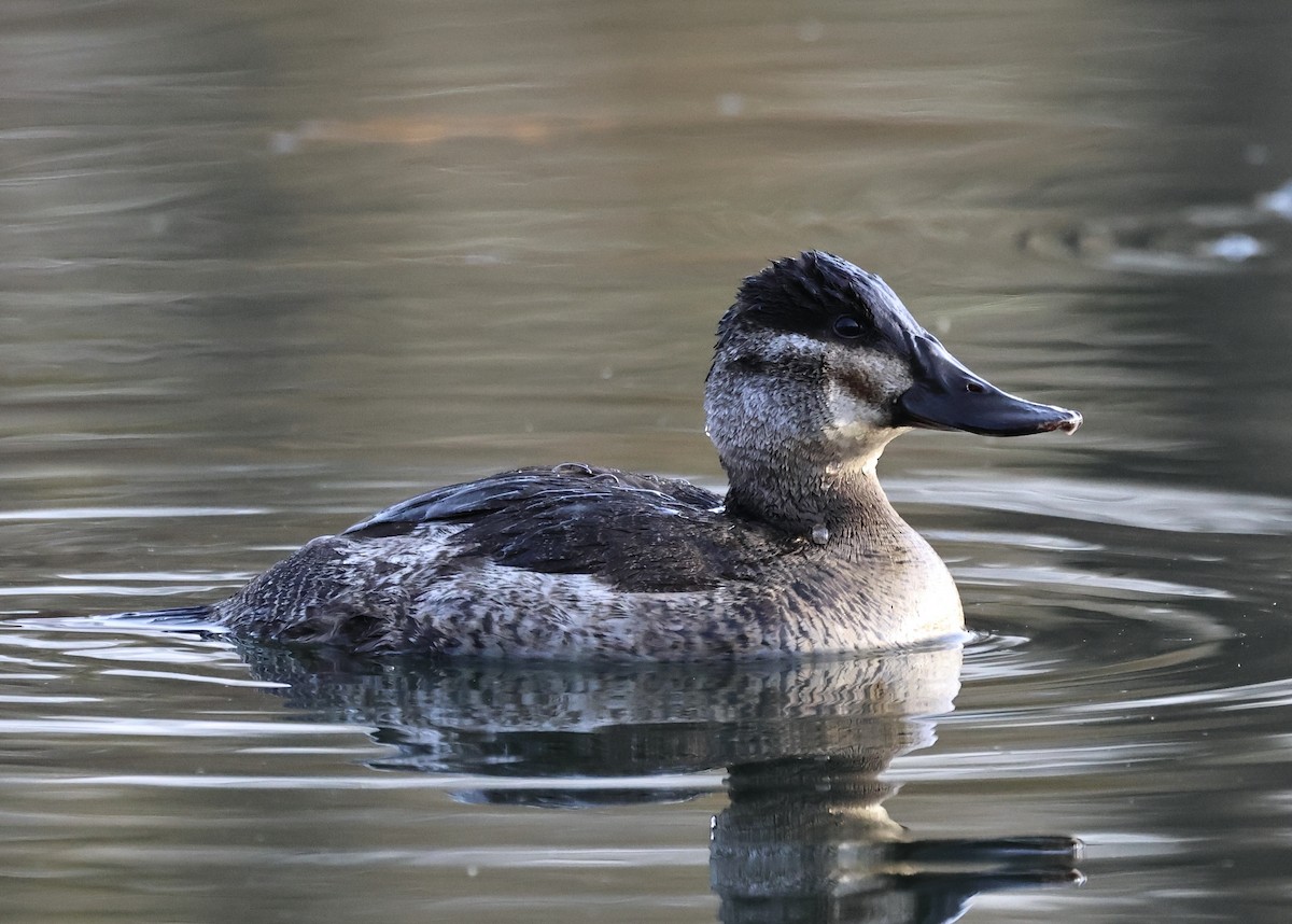 צחראש אדמוני - ML646313947