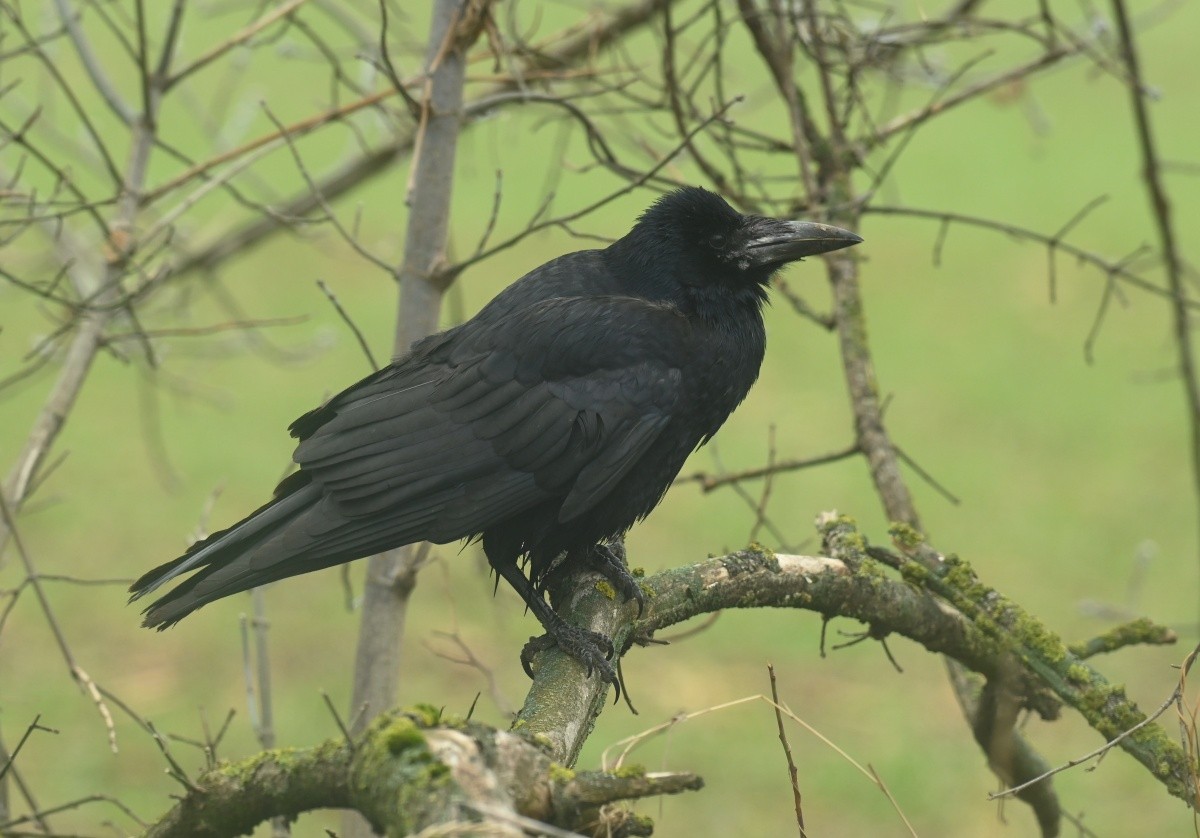 Ekin Kargası - ML646313949