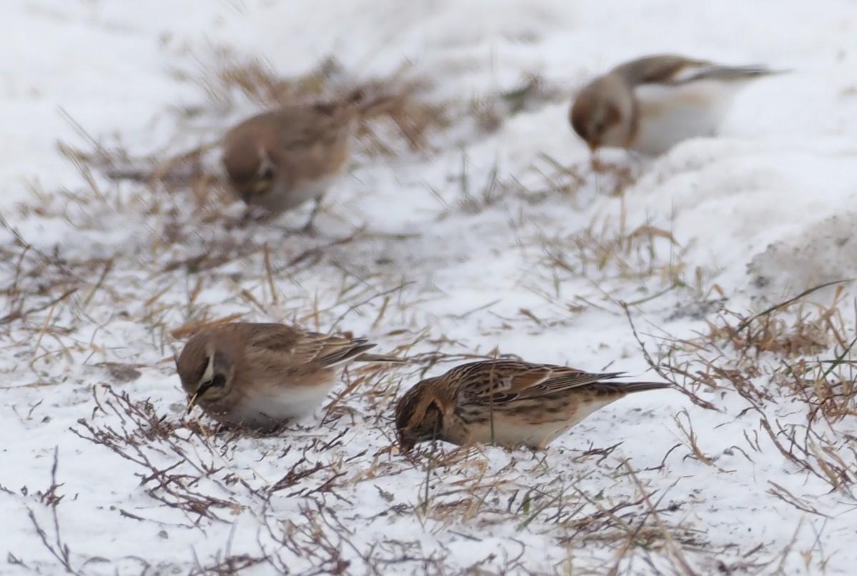 Lapland Longspur - ML646313950