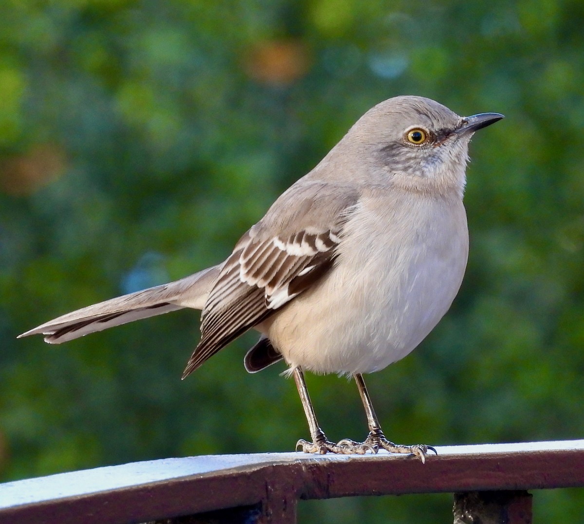 Northern Mockingbird - ML646313953
