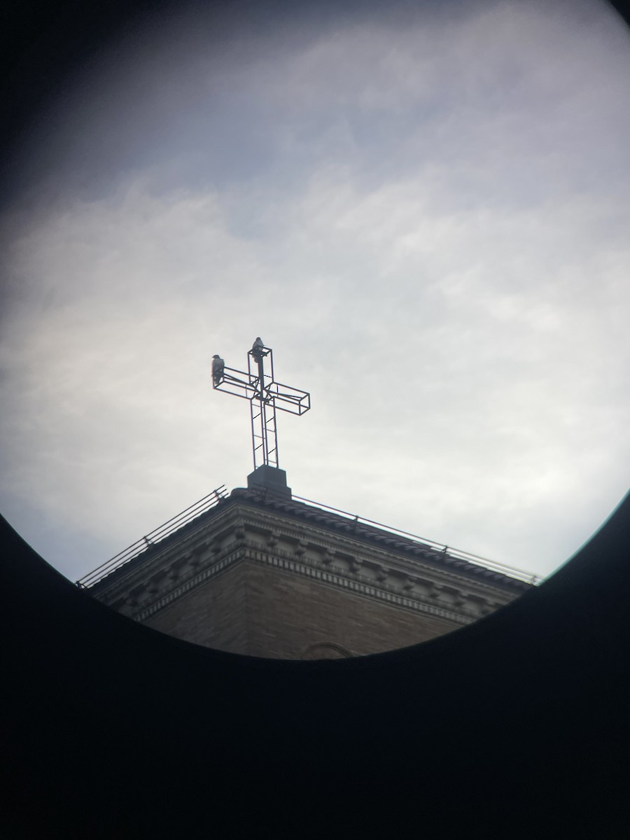 Red-tailed Hawk - ML646313957