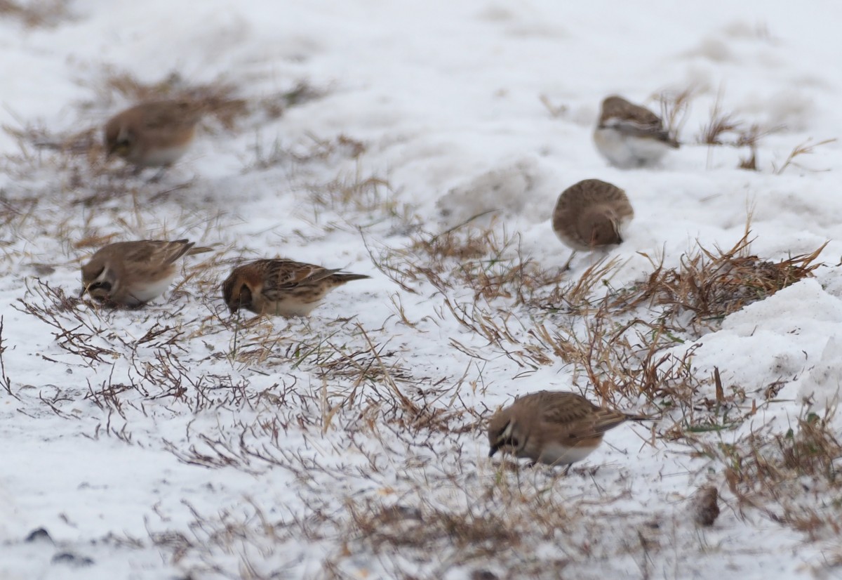 Lapland Longspur - ML646313962