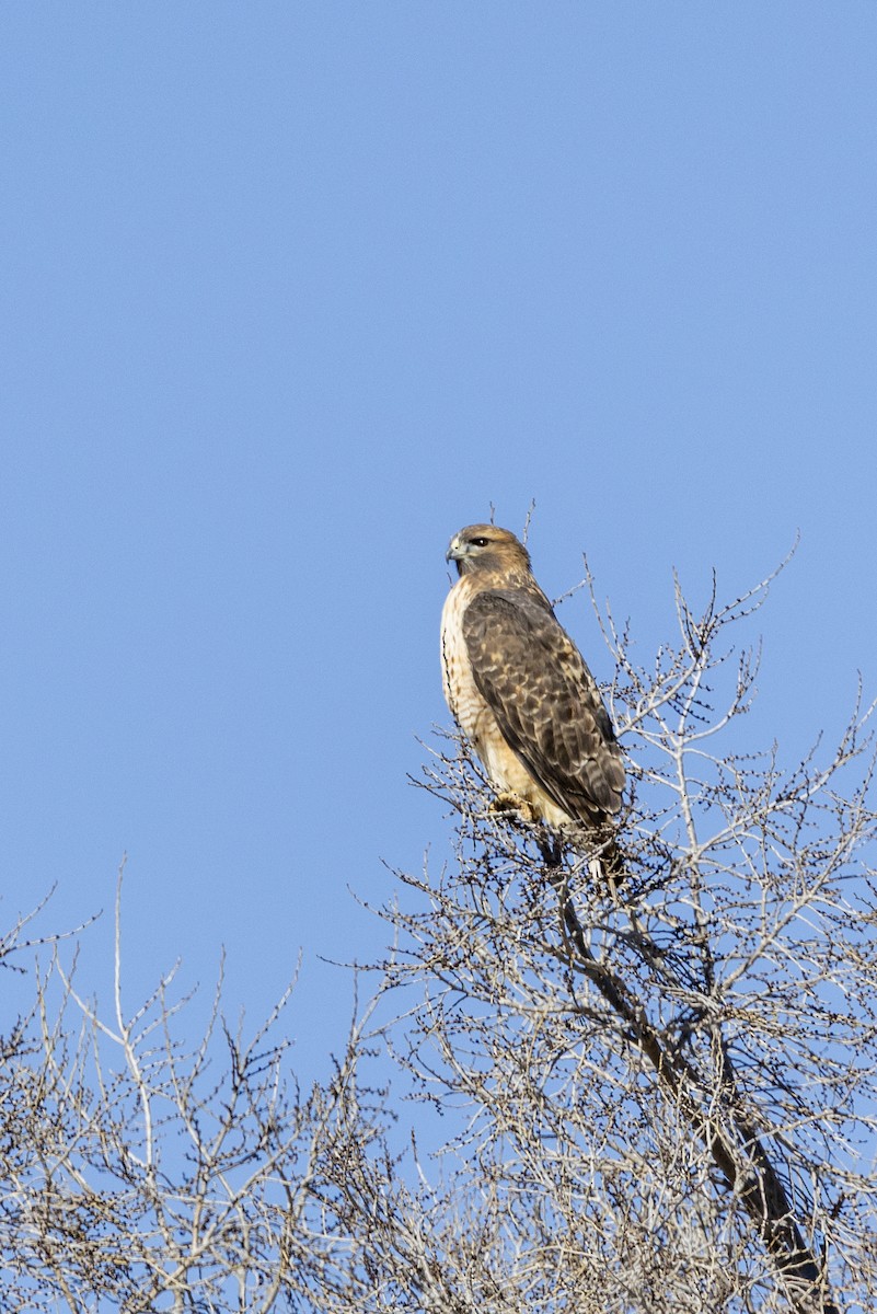 Red-tailed Hawk - ML646313964