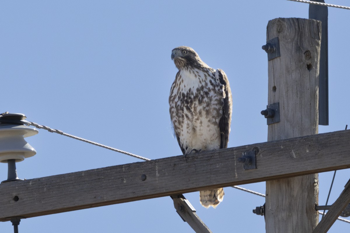 Red-tailed Hawk - ML646313965