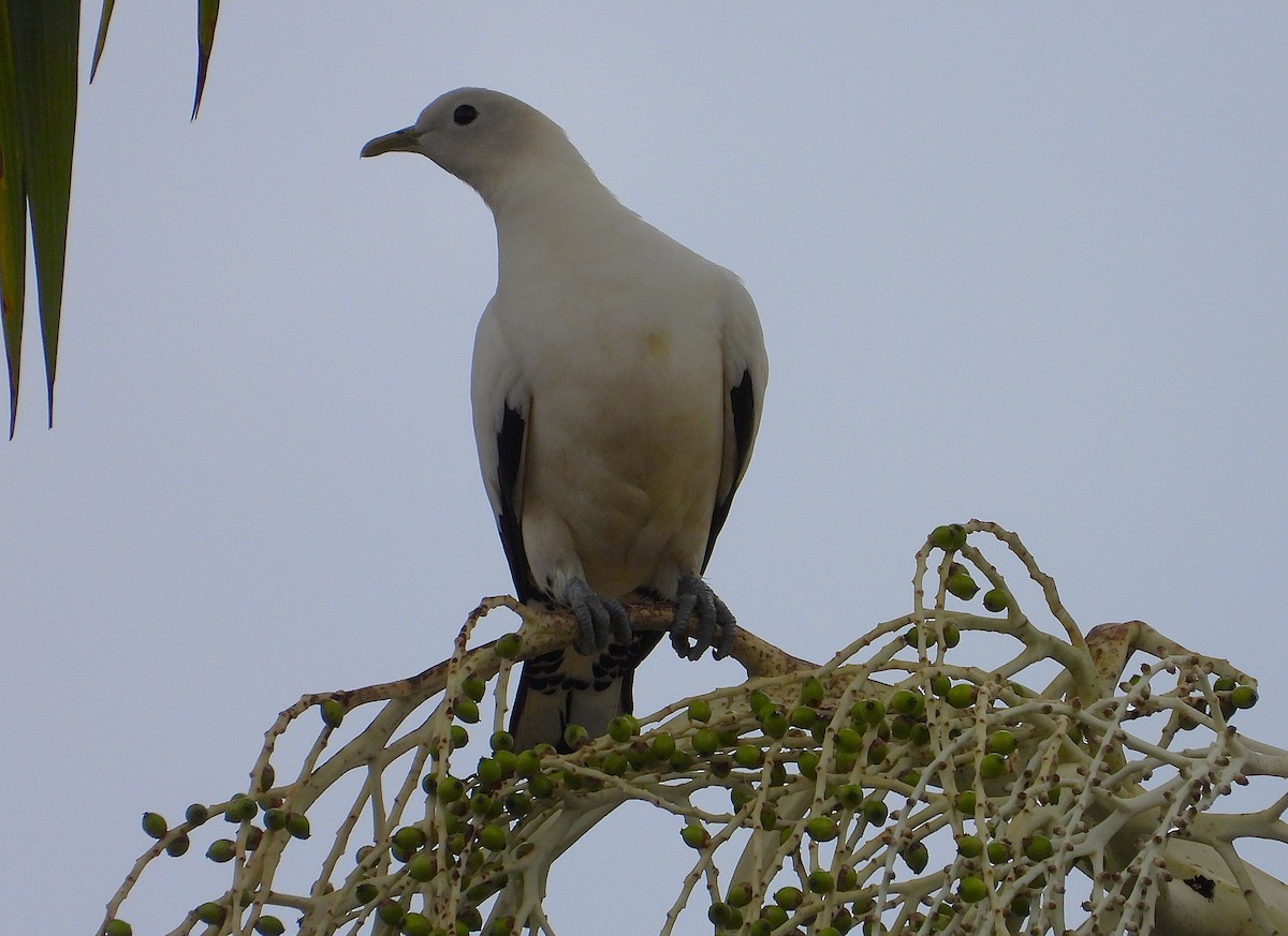 holub pobřežní - ML646313969