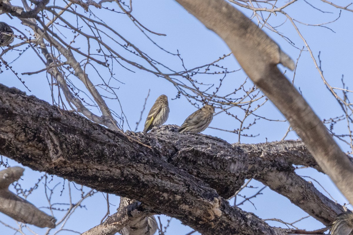 Pine Siskin - ML646313972