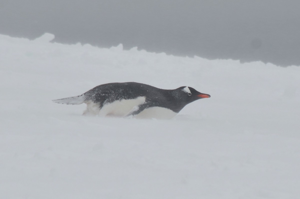 Gentoo Penguin - ML646313978