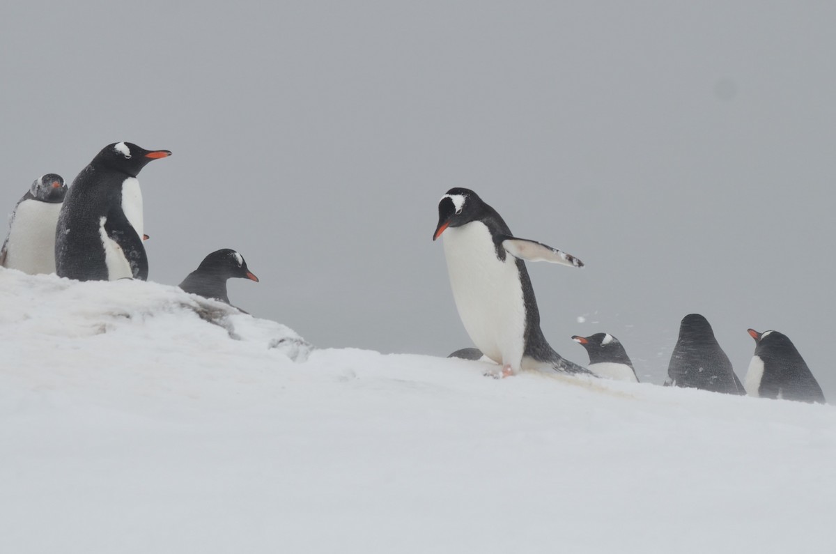 Gentoo Penguin - ML646313979