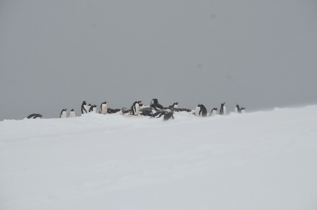 Gentoo Penguin - ML646313980